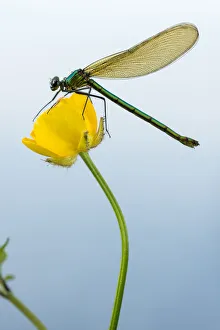 Bannded demoiselle (Calopteryx splendens), resting on buttercup, Lower Tamar Lakes Bannded demoiselle (Calopteryx splendens), resting on buttercup, Lower Tamar Lakes