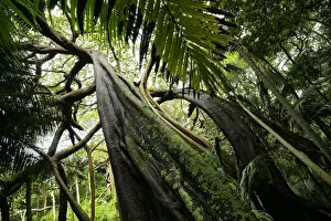 Banyan tree (Ficus macrophylla) Valley of the Shadows, Lord Howe island, Lord Howe