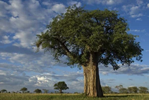 Images Dated 15th February 2009: Baobab tree (Adansonia sp. ) Tarangire NP, Tanzania
