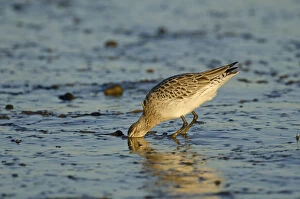 Images Dated 8th January 2012: Bar-tailed Godwit (Limosa lapponica) foraging for tidal-flat worm. Norfolk, January