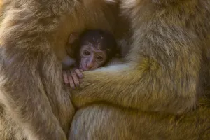 Barbary macaque (Macaca sylvanus) baby sheltering between arms of mother Barbary macaque (Macaca sylvanus) baby sheltering between arms of mother