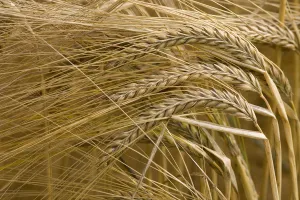 Barley ears (Hordeum vulgare) ready for harvest, Norfolk, UK Barley ears (Hordeum vulgare) ready for harvest, Norfolk, UK