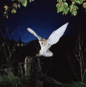 Barn owl {Tyto alba} female landing on fence post. Captive UK Barn owl {Tyto alba} female landing on fence post. Captive UK