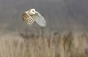 Barn owl (Tyto alba) in flight over reeds, captive, UK Barn owl (Tyto alba) in flight over reeds, captive, UK