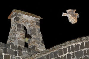 Images Dated 2nd December 2008: Barn Owl (Tyto alba) flying over the castle of Vulci (IX-XII century) Vulci archaeological