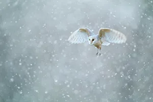 Barn owl (Tyto alba) flying through heavy snowfall, Derbyshire, February Barn owl (Tyto alba) flying through heavy snowfall, Derbyshire, February
