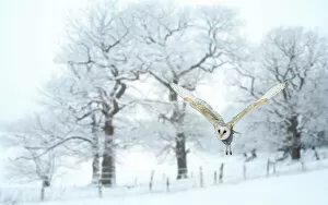 Bird Of Prey Gallery: Barn owl (Tyto alba) flying in snow covered countryside, Surrey, England, UK, January