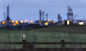 Barn owl (Tyto alba) perched on fence post at dusk, with industrial estates of Teeside Barn owl (Tyto alba) perched on fence post at dusk, with industrial estates of Teeside