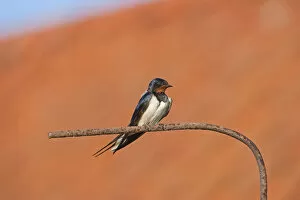 Images Dated 10th July 2010: Barn swallow (Hirundo rustica) perched, Norfolk, UK, July