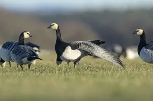 Barnacle geese (Branta leucopsis) feeding on grazing marshes Barnacle geese (Branta leucopsis) feeding on grazing marshes