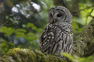 Barred Owl (Strix varia) adult resting in tree, King County, Washington, USA May Barred Owl (Strix varia) adult resting in tree, King County, Washington, USA May
