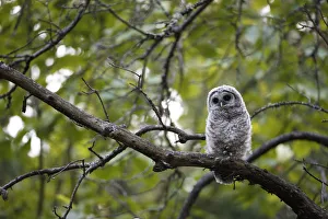 Barred Owl (Strix varia) fledgling resting in tree, King County, Washington, USA May Barred Owl (Strix varia) fledgling resting in tree, King County, Washington, USA May