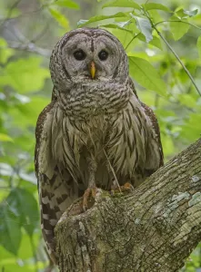 Barred Owl (Strix varia) perched, Corkscrew Swamp Audubon Sanctuary, Florida, USA, March Barred Owl (Strix varia) perched, Corkscrew Swamp Audubon Sanctuary, Florida, USA, March