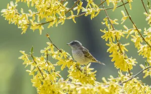 Barred warbler (Sylvia nisoria) male perched in tree, surrounded by yellow flowers Barred warbler (Sylvia nisoria) male perched in tree, surrounded by yellow flowers