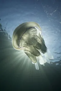 Barrel Jellyfish (Rhizostoma pulmo) against crepuscular light rays Barrel Jellyfish (Rhizostoma pulmo) against crepuscular light rays