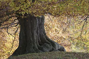 Base of an old European beech (Fagus sylvatica) tree, Klampenborg Dyrehaven, Denmark Base of an old European beech (Fagus sylvatica) tree, Klampenborg Dyrehaven, Denmark