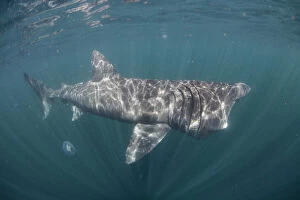 Cetorhinus Maximus Gallery: Basking shark (Cetorhinus maximus) off the Island of Mull (Coll and Tiree Islands area) Scotland