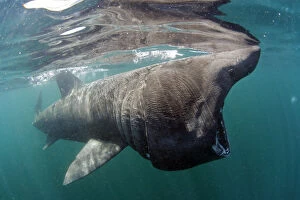 Basking Shark Gallery: Basking shark (Cetorhinus maximus) feeding just below the surface, Mull, Scotland