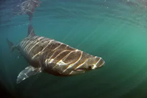 Basking Shark Gallery: Basking shark (Cetorhinus maximus) swimming just below the surface with light patterns on body