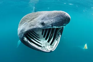 Basking Shark Gallery: Basking shark (Cetorhinus maximus) feeding on plankton in surface waters close to the island of