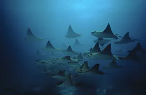 Bat rays (Myliobatis californica) schooling, Redondo Rock, Galapagos Is Bat rays (Myliobatis californica) schooling, Redondo Rock, Galapagos Is