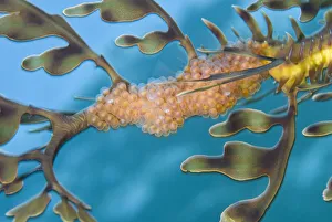 A batch of Leafy Seadragon (Phycodurus eques) eggs on the tail of a male A batch of Leafy Seadragon (Phycodurus eques) eggs on the tail of a male