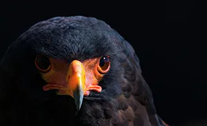 Bateleur eagle (Terathopius ecaudatus) head portrait, Captive, occurs in Africa Bateleur eagle (Terathopius ecaudatus) head portrait, Captive, occurs in Africa