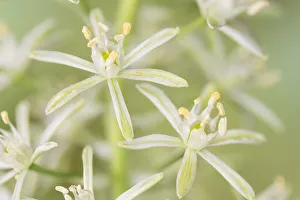 Bath asparagus or spiked star of Bethlehem, (Ornithogalum pyrenaicum) at Cleeve Wood Bath asparagus or spiked star of Bethlehem, (Ornithogalum pyrenaicum) at Cleeve Wood