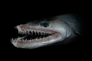 Bathypelagic Lizard fish (Bathysaurus ferox), deep sea Atlantic ocean Bathypelagic Lizard fish (Bathysaurus ferox), deep sea Atlantic ocean