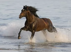 Images Dated 6th May 2008: Bay Azteca stallion (Andalusian and Quarter Horse cross) running onto beach from waves