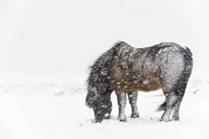 Bay Icelandic horse feeding in the snow, Snaefellsnes Peninsula, Iceland, March Bay Icelandic horse feeding in the snow, Snaefellsnes Peninsula, Iceland, March