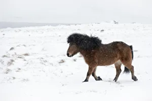 Bay Icelandic horse trotting in the snow, Snaefellsnes Peninsula, Iceland, March Bay Icelandic horse trotting in the snow, Snaefellsnes Peninsula, Iceland, March