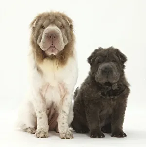 Bearcoat Shar Pei mother, with her Blue Bearcoat puppy, 13 weeks Bearcoat Shar Pei mother, with her Blue Bearcoat puppy, 13 weeks