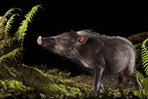 Bearded pig (Sus barbatus) foraging for food at night, Maliau Basin, Sabah, Borneo Bearded pig (Sus barbatus) foraging for food at night, Maliau Basin, Sabah, Borneo