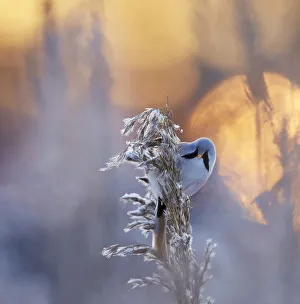 Bearded reedling (Panurus biarmicus) on frosty reed seed head, Helsinki, Finland, January Bearded reedling (Panurus biarmicus) on frosty reed seed head, Helsinki, Finland, January