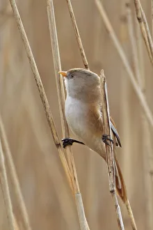 Bearded reedling / tit (Panurus biarmicus) Minsmere RSPB, Suffolk, UK, March Bearded reedling / tit (Panurus biarmicus) Minsmere RSPB, Suffolk, UK, March