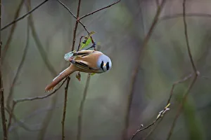 Bearded reedling / tit (Panurus biarmicus) male perched on twig, Titchwell, Norfolk Bearded reedling / tit (Panurus biarmicus) male perched on twig, Titchwell, Norfolk
