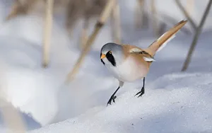 Bearded reedling / tit (Panurus biarmicus), male in snow, Finland, March Bearded reedling / tit (Panurus biarmicus), male in snow, Finland, March