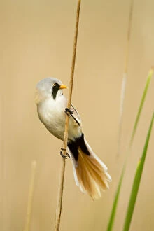Images Dated 9th May 2013: Bearded tit (Panurus biarmicus) male in summer plumage. Hungary, May