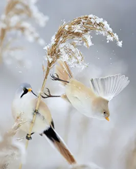 Bearded Tit / Reedling (Panurus biarmicus) pair, female taking off a reed, Espoo Bearded Tit / Reedling (Panurus biarmicus) pair, female taking off a reed, Espoo