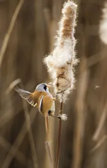 Bearded tit / reedling / parrotbill (Panurus biarmicus) adult male landing on Bullrush Bearded tit / reedling / parrotbill (Panurus biarmicus) adult male landing on Bullrush