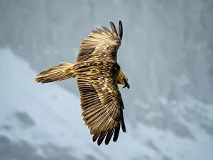 Vulture Gallery: Bearded vulture (Gypaetus barbatus) flying, Ordesa National Park, Pyrenees, Spain