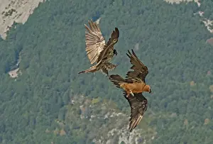 Two Bearded Vultures in Courtship Display Print