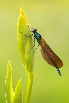 Beautiful demoiselle damselfly (Calopteryx virgo) female resting on Yellow iris Beautiful demoiselle damselfly (Calopteryx virgo) female resting on Yellow iris