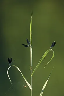 Three Beautiful demoiselles (Calopteryx virgo) and spiders on grass, Trebizat river Three Beautiful demoiselles (Calopteryx virgo) and spiders on grass, Trebizat river