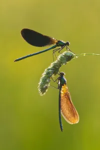 Two Beautiful demoiselles (Calopteryx virgo), River Char, Charmouth, Dorset, England, UK Two Beautiful demoiselles (Calopteryx virgo), River Char, Charmouth, Dorset, England, UK