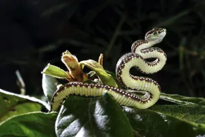 Beautiful pitviper (Trimeresurus venustus) juvenile, captive occurs in Thailand Beautiful pitviper (Trimeresurus venustus) juvenile, captive occurs in Thailand