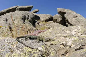 Bedriaga's rock lizard, (Archaeolacerta bedriagae), Sardinia, Italy, June . Non-ex Bedriaga's rock lizard, (Archaeolacerta bedriagae), Sardinia, Italy, June . Non-ex