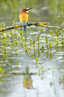 Bee-eater (Merops apiaster) reflected in water. Sierra de Grazalema Natural Park Bee-eater (Merops apiaster) reflected in water. Sierra de Grazalema Natural Park