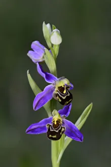 Bee orchid (Ophrys apifera) in flower. Dorset, UK, June Bee orchid (Ophrys apifera) in flower. Dorset, UK, June